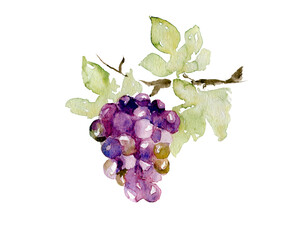 Branch of purple grapes. Hand drawn watercolor painting, Illustration for wine or grape drinks with clipping path..  © imagination13