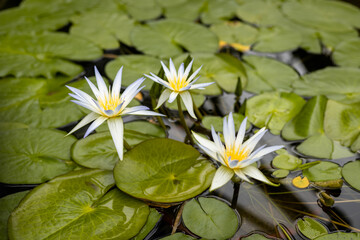 Blooming lily in water. Lake with lilies