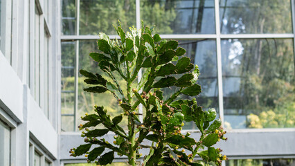 A beautiful green big cactus plant grown in a greenhouse 