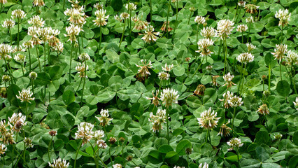 carpet of shamrocks