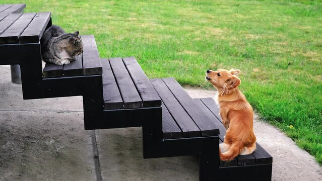 The cat sits and looks at the barking dog. Relationships between animals. Hierarchical ladder. Size matters. Courage and cowardice concept. Copy space. Aggressive behavior. High quality 4k footage