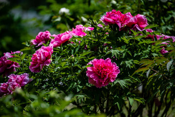 Peony flowers blooming in early summer
