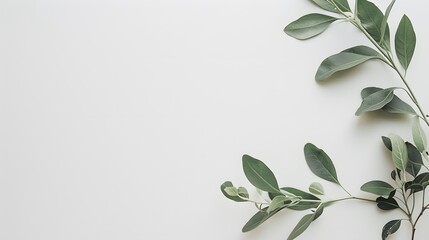 Minimalist White Background with Green Leaves