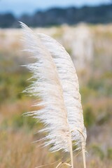 Golden Pampas Grass: Captivating Flora in Nature's Splendor