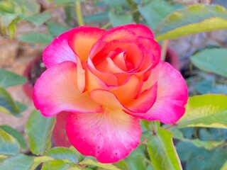 pink rose in garden