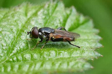 Closeup on a Tooth-thighed Hoverfly, Tropidia scita sitting on a green leaf in the forrest
