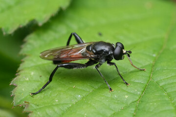 Closeup on the European Crimson-belted Hoverfly, Brachypalpoides lentus sitting on a green leaf