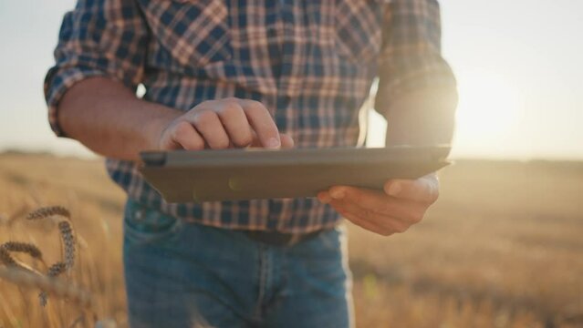 Closeup view of tablet in hands of farmer in agricultural field, golden rye ears . Harvesting season in farmland in summer, agronomist checking data in minicomputer, modern technology in agribusiness