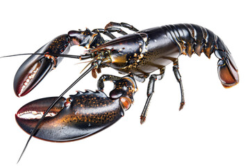 A large lobster is shown in a close up