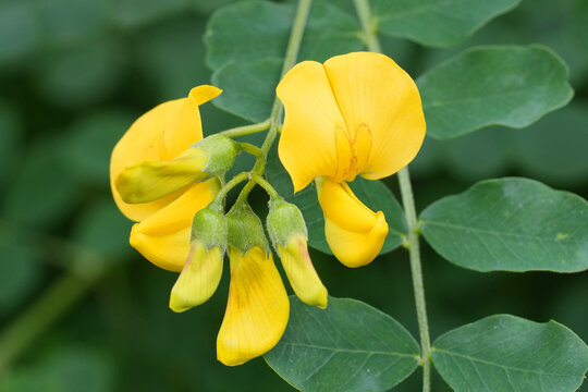 Closeup on the yellow flower of the European bladder-senna shrub, Colutea arborescens