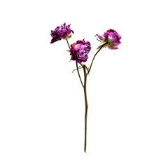 dry rose isolated on white background