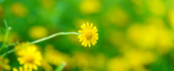 Closeup of mini yellow flower under sunlight with copy space using as background green natural landscape, ecology wallpaper cover page concept.