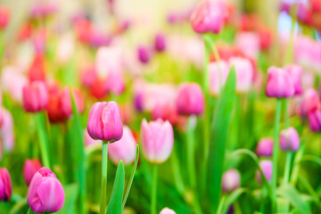 Closeup of pink and purple Tulip flower under sunlight using as background natural plants landscape, ecology wallpaper cover page concept.