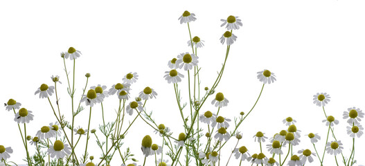 chamomile