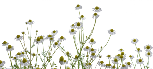 chamomile
