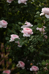 close up of  pale pink roses  flowers and buds nature