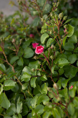 a small rose bud begins to open