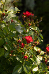 small red small roses on a green bush