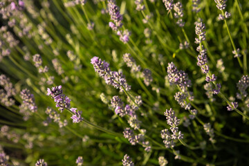 bush fragrant lavender flowers summer plant