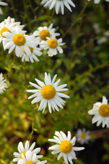 chamomile flowers in the evening light top view