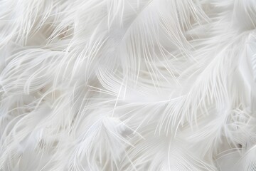 Obraz premium White Feather Texture Background Close Up