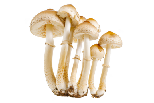 A bunch of mushrooms are shown in a row, with the stems pointing upwards