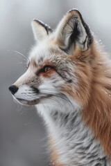 red fox beautiful minimalistic fine art simple light animal portrait 