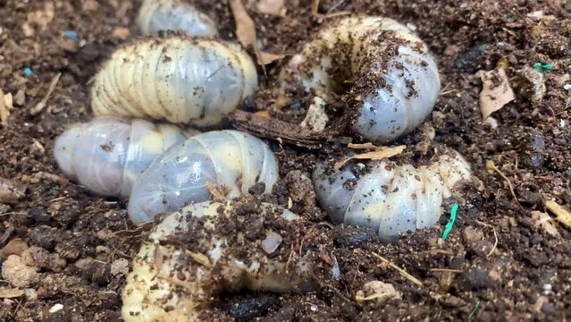 Beetle larvae (grub) are soft- bodied, soil-dwelling insects with a light brown head. Grub worm are a source of protein foods that people can eat