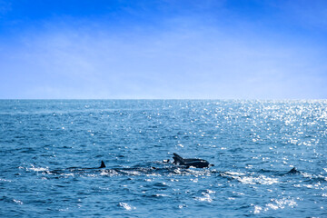 Fototapeta premium Dolphins in the sunny summer sea The sparkling clear blue water contrasts with the blue sky on an island with a good ecosystem and environment. Background for summer vacation concept