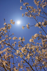 cherry blossom at night