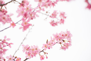 pink cherry blossom