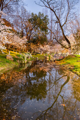 cherry blossom at night