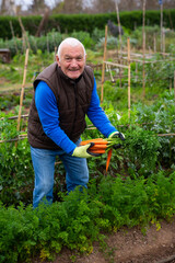 Cheerful aged gardener harvesting organic carrots grown in vegetable garden..