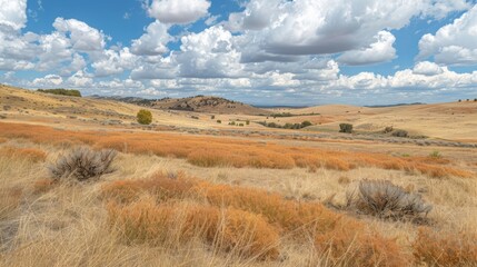 Obraz premium Dry Grasslands