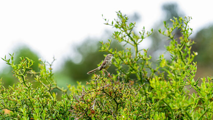 Bird perched on a bush at Kirstenbosch National Botanical Garden, Cape Town, South Africa