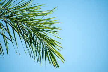 palm tree branches on blue background