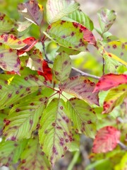 Cherry tree with red spots on leaves.

