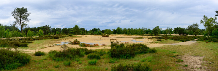 Panoramic photo of sand dunes in the forest surrounded by green plants. With a cloudy sky. Border park De Zoom - Kalmthoutse heide).