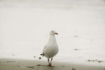 Seagull stand on the beach.