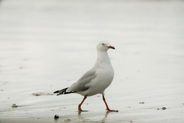 Seagull stand on the beach.