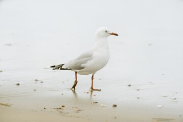 Seagull stand on the beach.