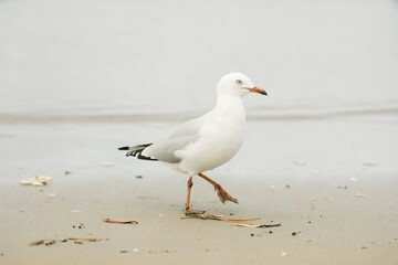 Seagull stand on the beach.