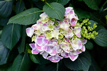 hydrangea in bloom in spring