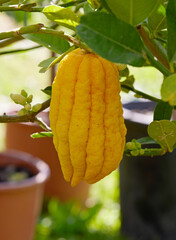 yellow lemon on tree