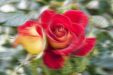 rose growing in the garden