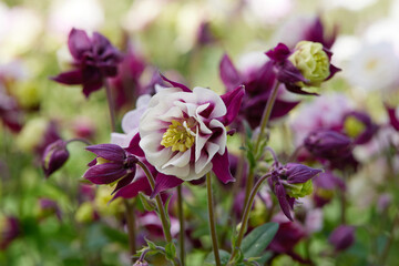 aquilegia flower in bloom in the garden