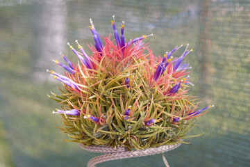 decorative tropical plant in bloom
