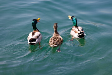 duck swimming on lake