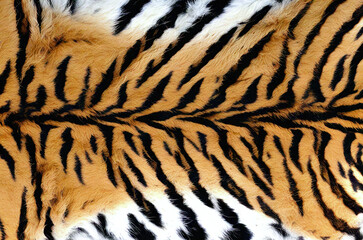 Fototapeta premium a close-up of a tiger's fur, highlighting the vibrant orange and black stripes with patches of white fur.