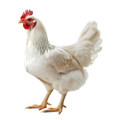 [Transparent Background PNG]A white chicken standing on a white background